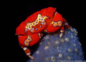 Gaudy Clown Crab - Platypodiella spectabilis; Utila, Hond... by Brad Ryon 